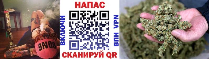 где найти   Чёрмоз  Бошки Шишки гибрид 
